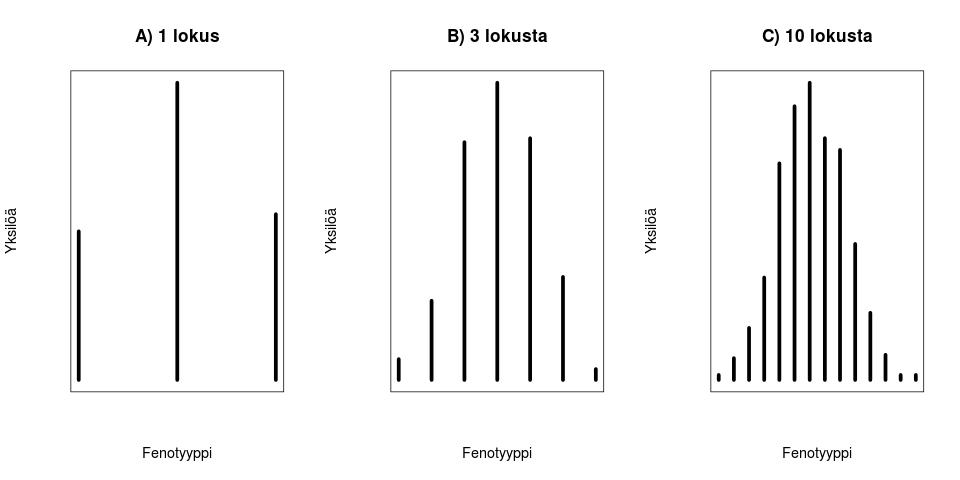 Lokusten lukumäärän vaikutus fenotyypin jakaumaan